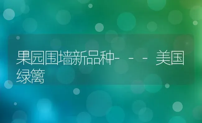果园围墙新品种---美国绿篱 | 瓜果种植