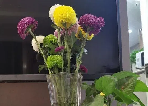 植物百科|和乒乓菊很像的花