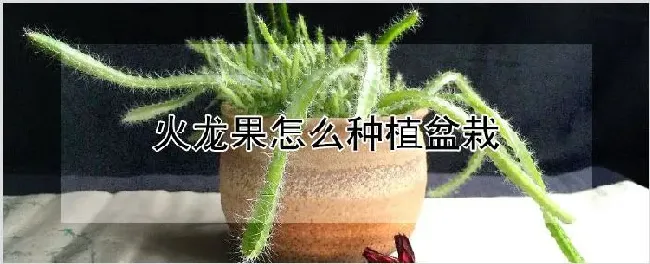 火龙果怎么种植盆栽 | 养殖技术