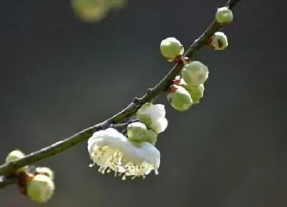 开花时间|榆叶梅什么时候开花 一年开几次花