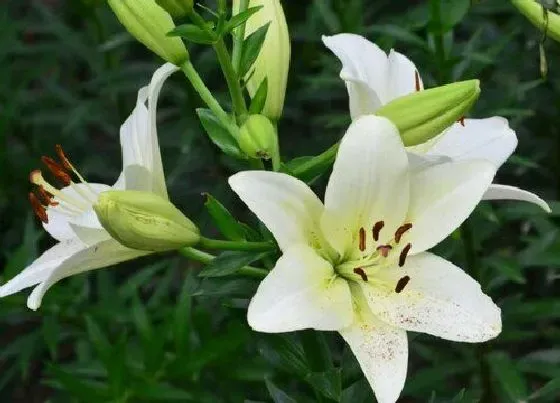 花语|白百何花代表什么意思