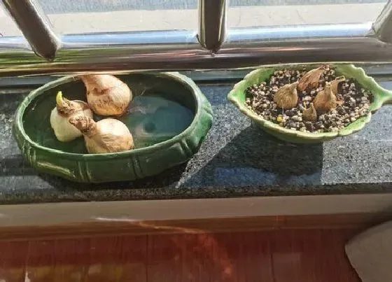 植物育苗|香雪兰种球催芽方法 常见的3种种球繁殖技术