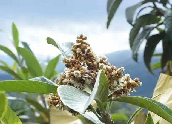 植物百科|枇杷开花吗 在什么时候开花