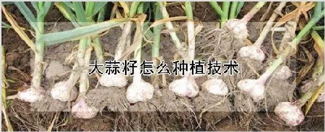 大蒜籽怎么种植技术 | 种植资料