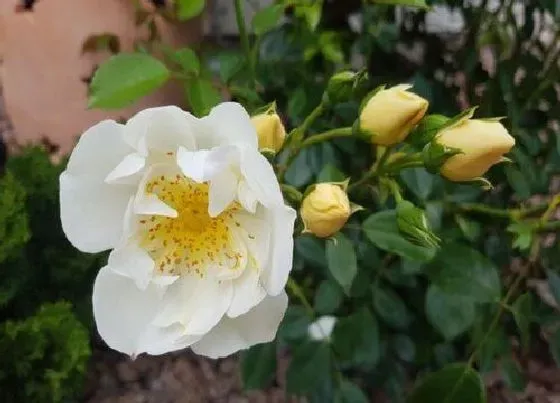 植物修剪|月季花怎么修剪方法