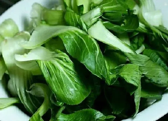 食用科普|油菜可以生吃吗