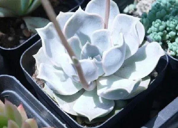 养殖科普|丽娜莲开花后怎么处理