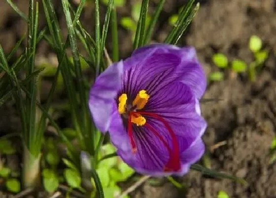 种植管理|番红花几月份种植合适