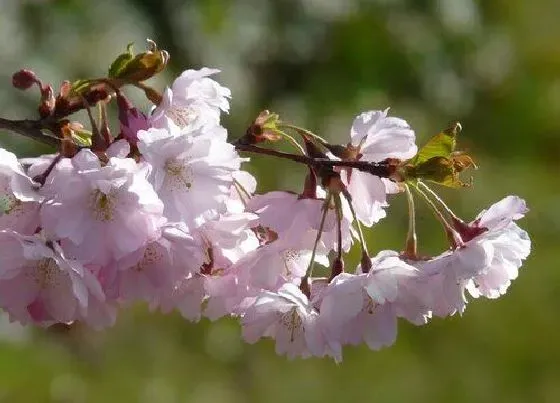 食用须知|观赏性的樱花果实能吃吗（樱花树果实口感苦味不能食用）