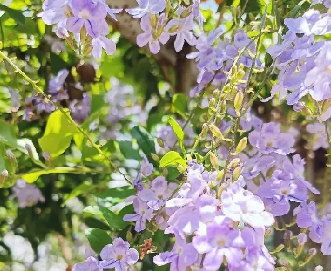 花语|假连翘的花语和寓意