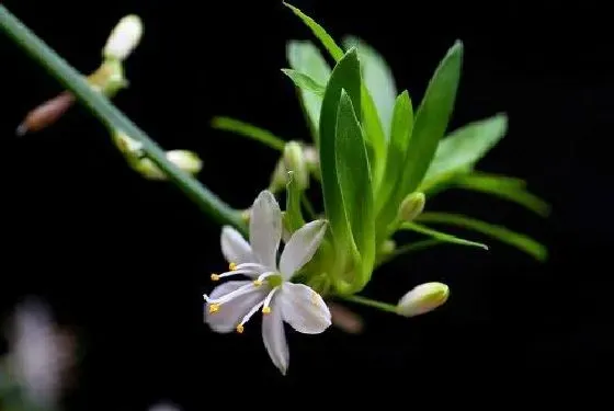 植物修剪|吊兰怎么修剪好看 修剪枝叶造型图解