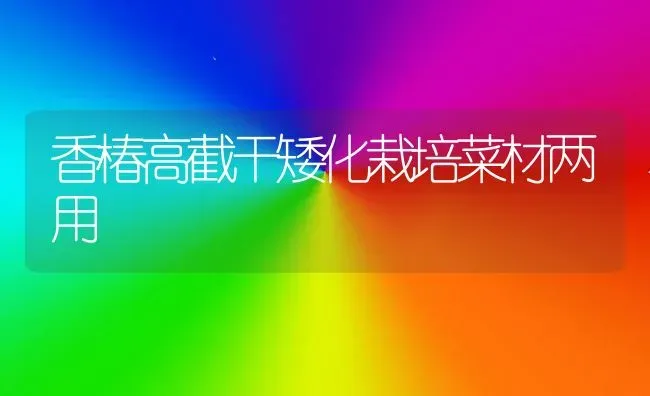 香椿高截干矮化栽培菜材两用 | 蔬菜种植