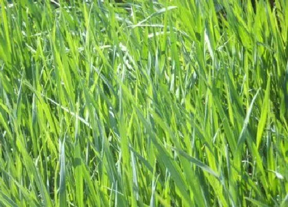 植物百科|羊草是什么草