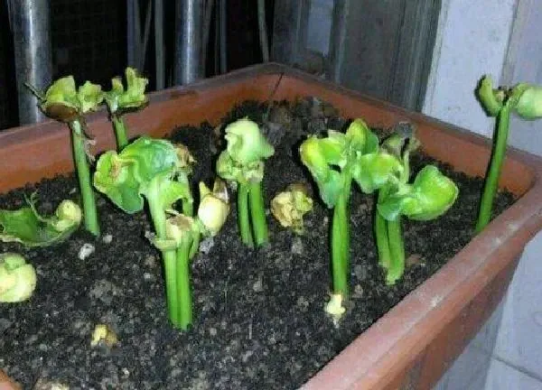 植物发芽|发财树怎么发芽快