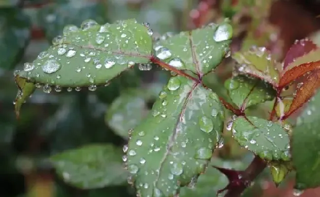 养殖方法|月季什么时候种植最佳（月季花适合几月份移栽种植）