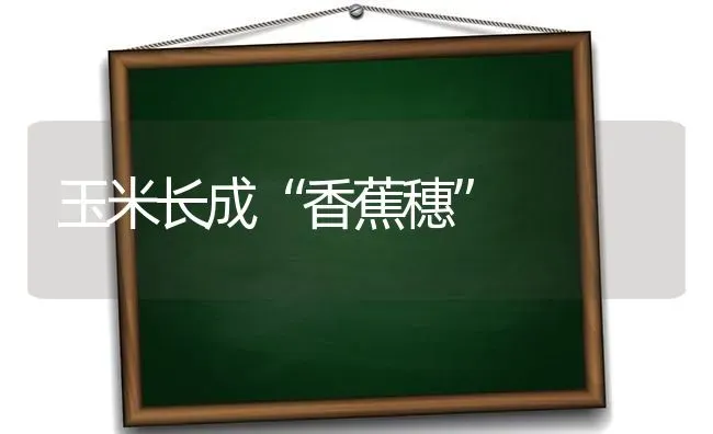 玉米长成“香蕉穗” | 粮油作物种植