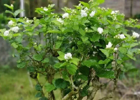 植物施肥|茉莉花喜肥吗 喜欢施什么肥料