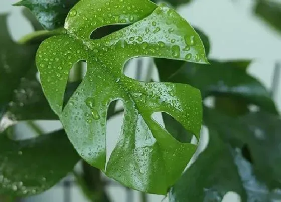 植物百科|龟背竹耐阴吗