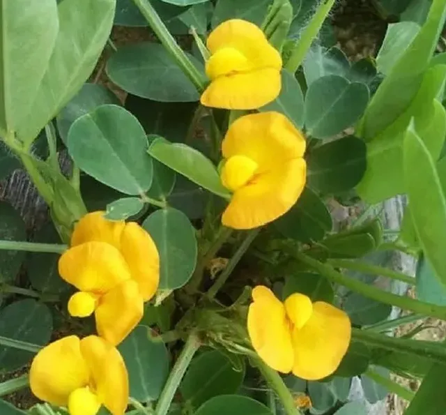 种植管理|花生开花期怎样种植与管理产量高，花生花期管理技术要点）