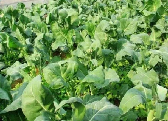 种植管理|芥兰种植时间与生长周期