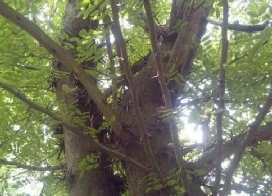植物种类|降龙木是什么树 产地在哪里