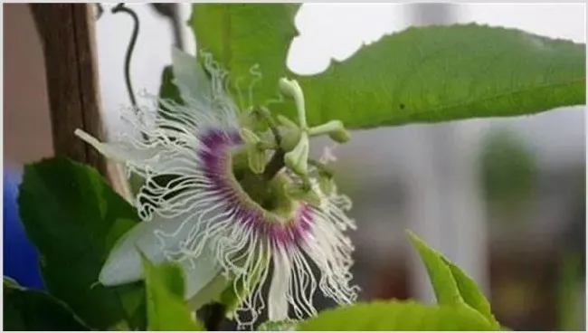 百香果坐果率低怎么办？解决方法了解下 | 种植技术