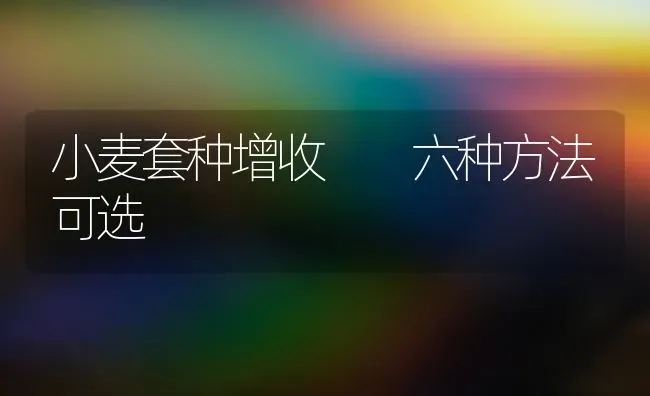 小麦套种增收  六种方法可选 | 粮油作物种植