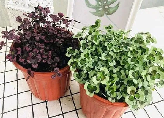 植物百科|三叶草是一年生还是多年生