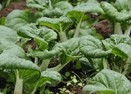 种植管理|奶白菜什么时候种植最好