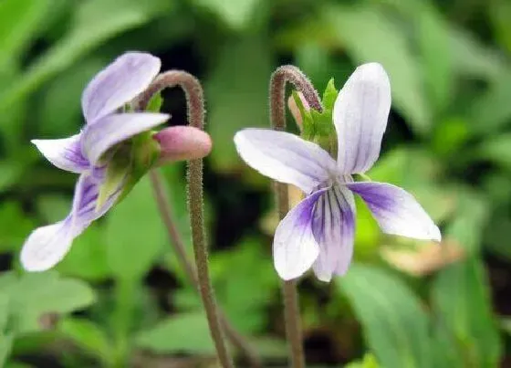 植物种类|野生兰花是国家保护植物吗