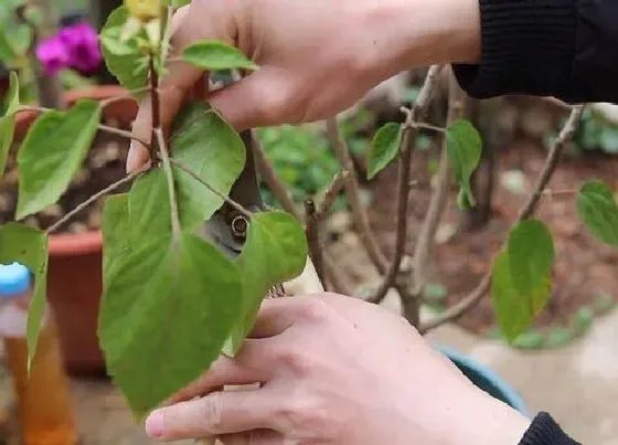 植物修剪|扶桑什么时候剪枝合适