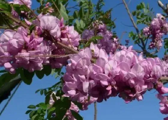 开花时间|香花槐一年开几次花