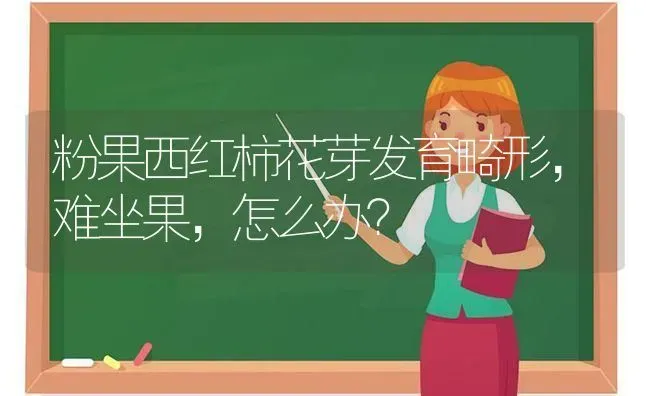 粉果西红柿花芽发育畸形，难坐果，怎么办？ | 瓜果种植