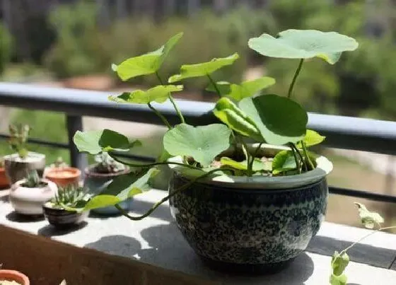 植物百科|碗莲是几年生植物