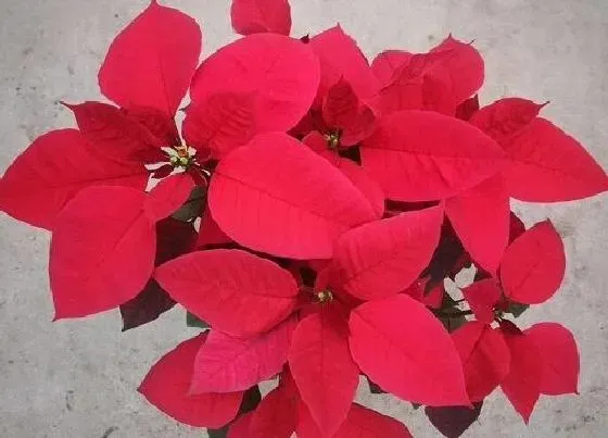 花之最|最妖艳的花是什么花 世界上最妖娆的5种花