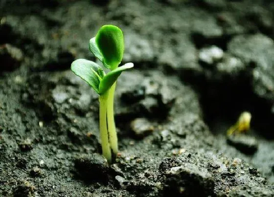 植物育苗|苹果种子怎么发芽 种子发芽生长的过程