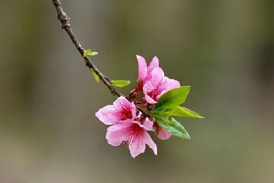 开花时间|桃花几月份开花