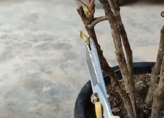植物修剪|牡丹怎么修剪方法