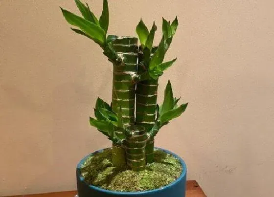 冬天植物|观音竹耐寒吗（观音竹冬天怎么养才能安全过冬）