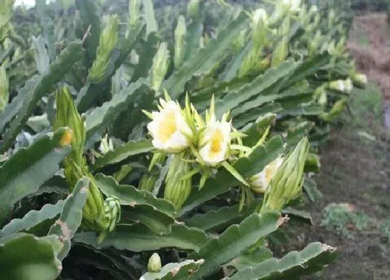 花朵|剑花是什么植物的花