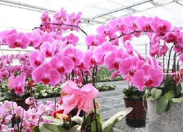 养殖科普|蝴蝶兰开花后怎么处理