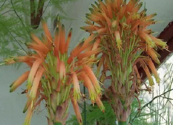 习性特点|芦荟开花是什么样子的 开花寓意是什么