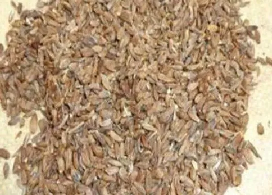 食用须知|白术种子可以吃吗