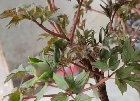 植物修剪|牡丹怎么修剪方法