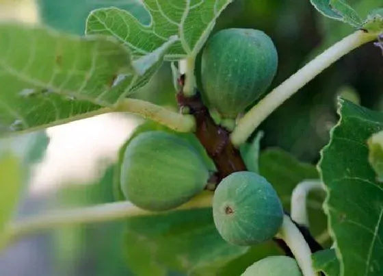 植物百科|无花果属于什么植物类型