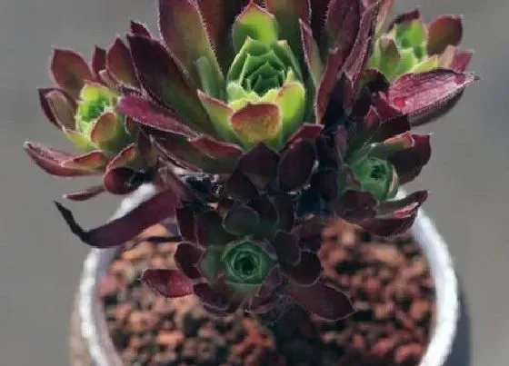 种植土壤|法师适合高盆还是矮盆 法师适合什么样的盆种