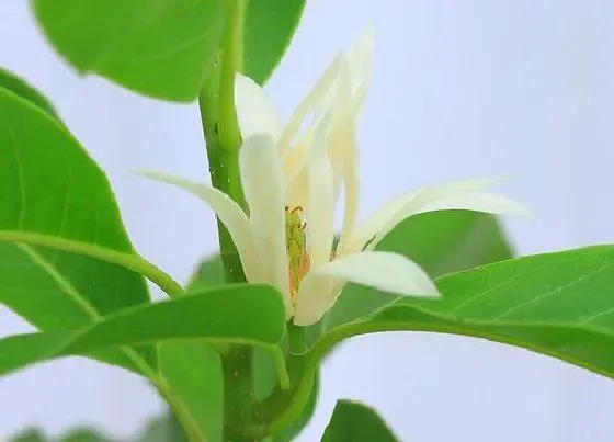 开花时间|白兰一年开几次花