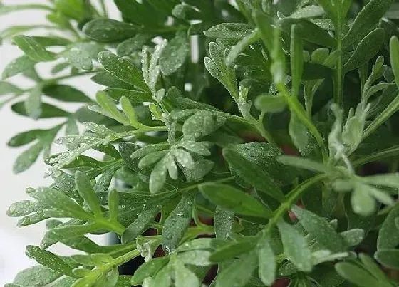 植物百科|艾蒿是什么植物类别