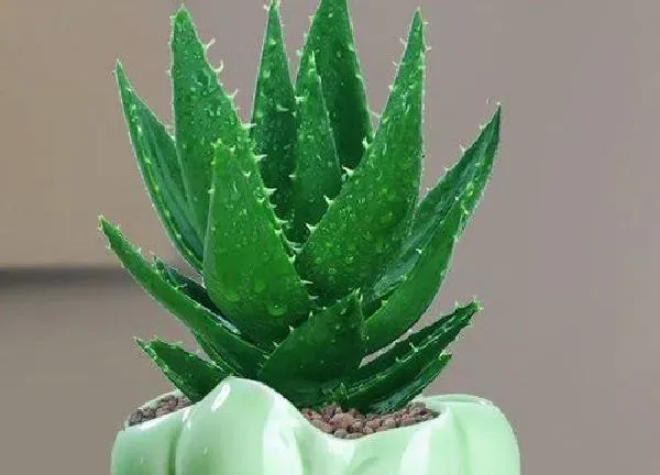 植物浇水|芦荟换盆后多久浇水一次
