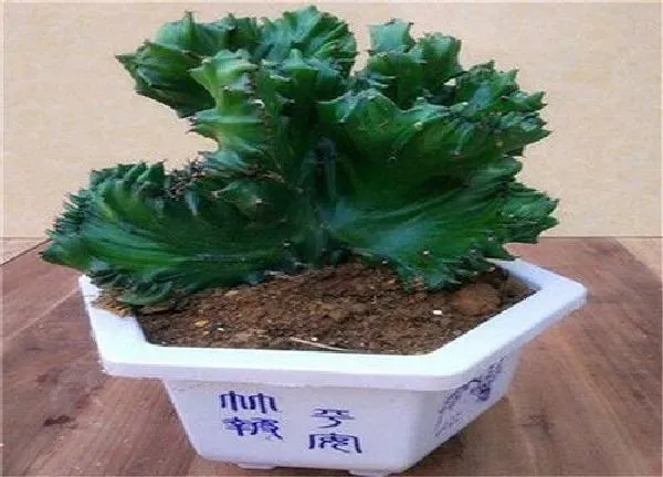 盆景|玉麒麟用什么花盆好看